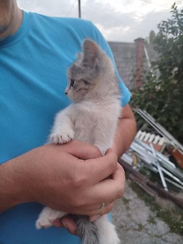 scottish fold: Кошка даром: Беспородная, 2 месяца, Девочка, Приучена к лотку — 4
