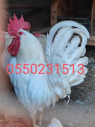 форель корм: Продаю | Цыплята | Леггорн | Несушки — 1