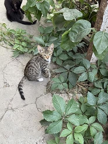 Отдам даром кошку: Кошка даром: Бенгальская, 4 месяца, Девочка — 5