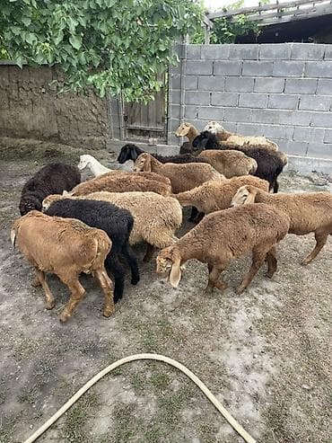 скорый: Продаю | Ягненок | Арашан — 2