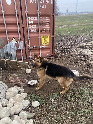 Аквариумдар: Немецкая овчарка, 2 жаш мал айдайт срочно сатылат 🚨🚨 — 4