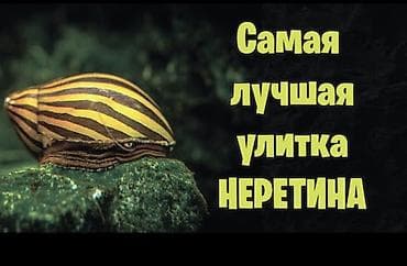 Неретина (аквариумная улитка) - Вид: Neritina (зебровая окраска