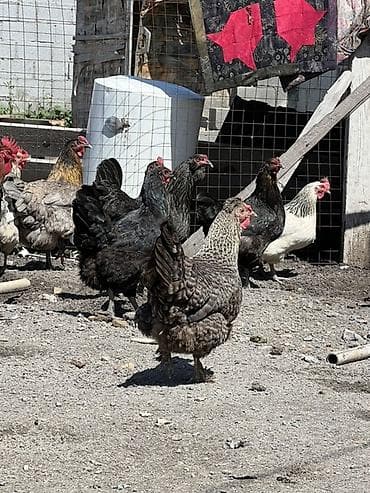 Үй жаныбарлары: Сатам | Тооктор — 4