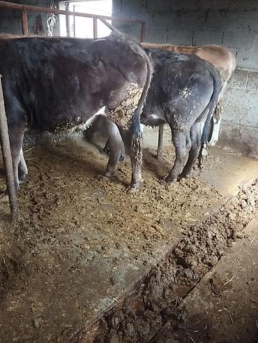 на племя: Продаю | Бык (самец) | На откорм | Привязанные — 1