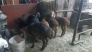 козу срочно: Продаю | Ягненок | На забой — 3