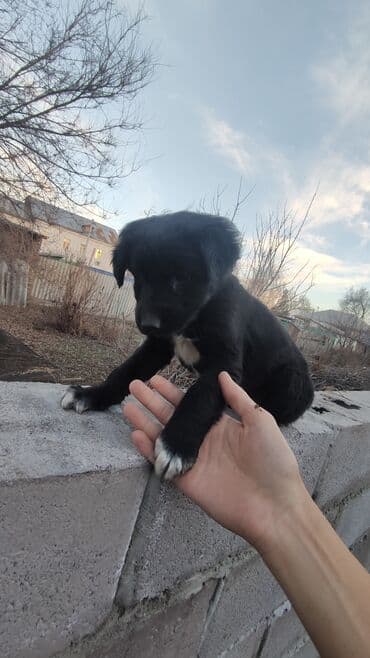 сосиска собака: 🐶Отдам в хорошие руки. Щенки метисы, короткошёрстные, компактного — 5