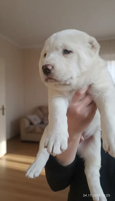 цена мопса: Готовятся к продаже щенки алабая.родились 1 ноября.мальчики и — 1