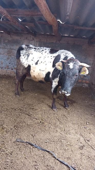 голштин корова: Продаю | Корова (самка) | Полукровка | Для молока | Привязанные — 4