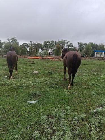 саар уй: Продаю | Кобыла (самка) | Рабочий — 8