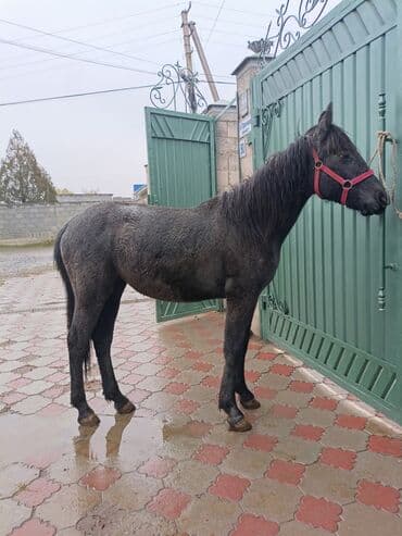 собака доберман сколько стоит: Продаю | Жеребенок | Конный спорт — 4