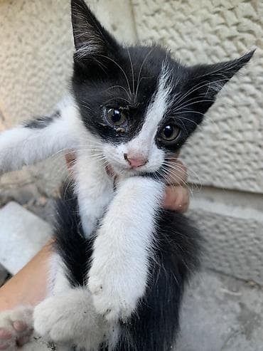 кошка белая: Котёнок, окрас черно-белый (текущие фото). Крупные ушки, белая — 3