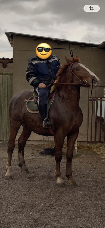 ат минуу: Продаю | Жеребец | Рабочий — 3