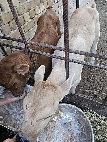 кошара красная речка: Продаю | Тёлка | Симментальская | Для разведения | Искусственник — 8