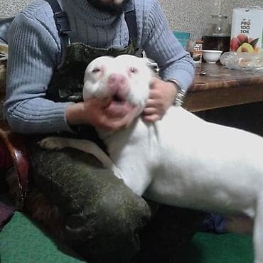 куплю собаку питбуль: Питбуль на Вязку !!! 5000т или 2-х Щенков на мой выбор. Неухоженых — 6