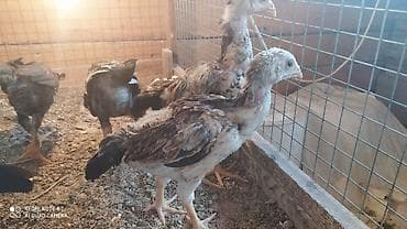 бенгальские кошки цена бишкек: Продаю | Цыплята | Для разведения — 1