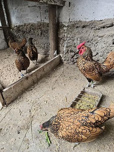 карликовые цыплята: Продаю | Куры | Для разведения — 3