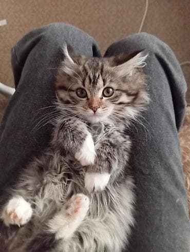 Кемирүүчүлөр: Срочно продаются котята от мама- британки,домашние, пушистые и — 1