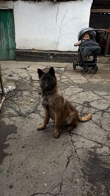 легорн куры: Бельгийская овчарка чистый, привывка имеется и паспорт есть его — 1