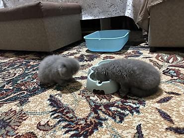 рэгдолл кошка купить: Шотландские вислоухие и прямоухый(Scottish Fold), окрас блю — 1