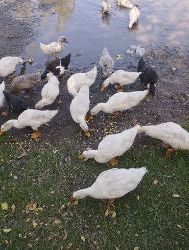 бээ кобыла байтал: Домашние утки, молодняк смешанных пород (преимущественно белые, есть — 2