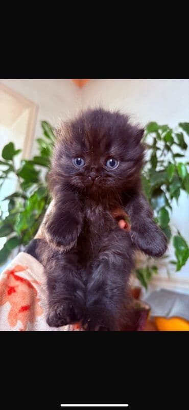 скоттиш фолд цена: Продаются шотландские чистокровные котята. В хорошие руки. Приучены к — 4