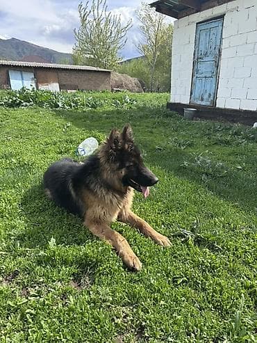 ош иттер: Немецкая овчарка, 7 айлык Кучук длинношёрстная - Окрас: чёрно-рыжий — 3