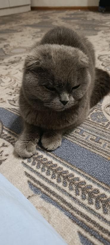 кошки серые: Шотландская вислоухая кошка (Scottish Fold), окрас — сплошной серый — 1