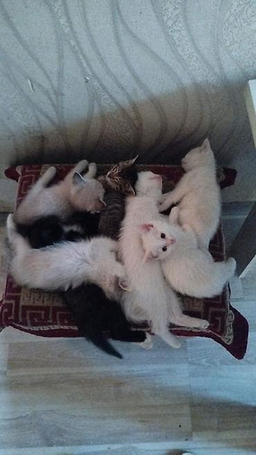 Үй жаныбарлары: 🐾 Ищем самые добрые и заботливые руки для котят! 🐾 В добрые и — 7