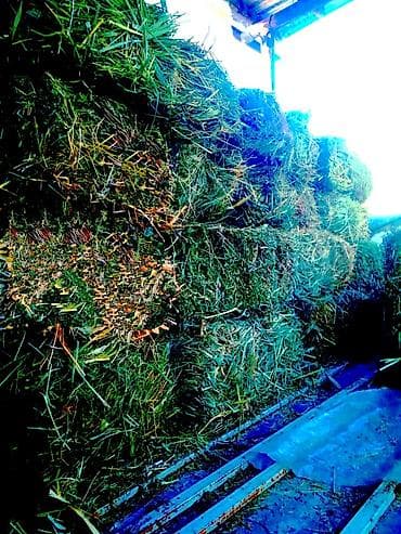 Продаю тюки в перемешку с камышами, остались последние 16 штук, цена