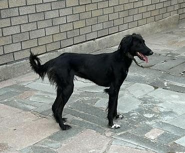 Услуги ветеринара: Порода: борзая, Тайган (тип салюки/другая восточная борзая). Окрас — 4