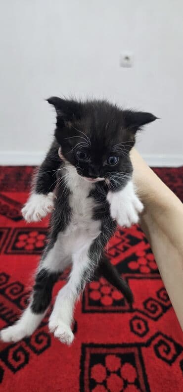 котята бенгальской кошки: Котята домашние, короткошёрстные. Окрас: - черно-белые «смокинги» — 2