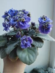 искусственные цветы бишкек инстаграм: Продаю фиалки есть детки — 1