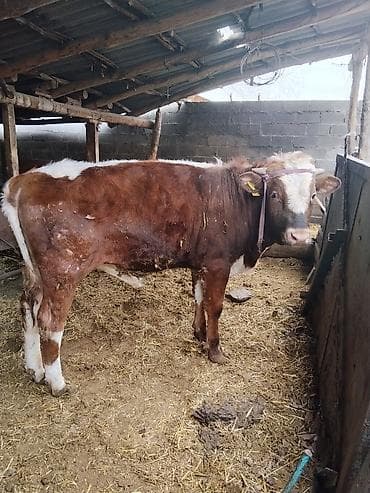 форма животных: Продаётся бык. 1год — 4
