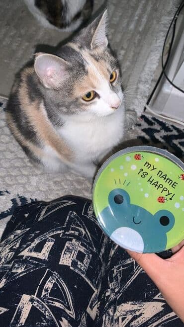 Ветеринар кызматы: 9 айлык, Эркек, Лотокко барууга үйрөтүлгөн — 2