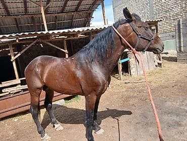 Продаю | Конь (самец) | Рабочий