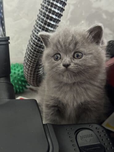 манчкин бишкек: Шотландские котята (вислоухие/страйт) серого (blue) окраса - Плюшёвая — 7