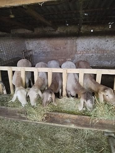 собака бишкек: Продаю | Овца (самка) | Для разведения — 1