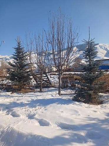 триммеры для сада: Саженцы деревьев: Ели, Самовывоз — 2