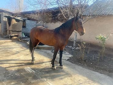 ош животные: Продаю | Жеребец | Для разведения, Конный спорт — 4