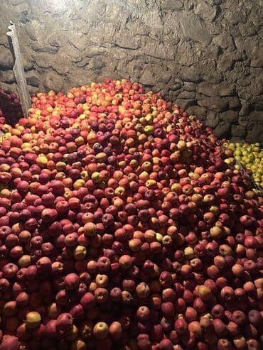 стол письменный б: Яблоки Оптом — 4