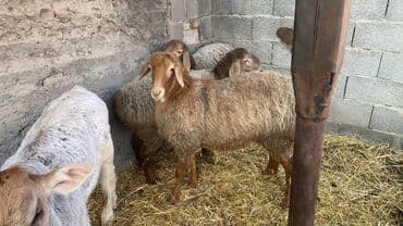 вислоухие кошки бишкек: Продаю | Баран (самец) | На забой — 3