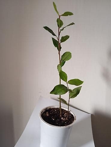 растение лимон: Лавр благородный (Laurus nobilis), молодые саженцы в горшке. - — 1
