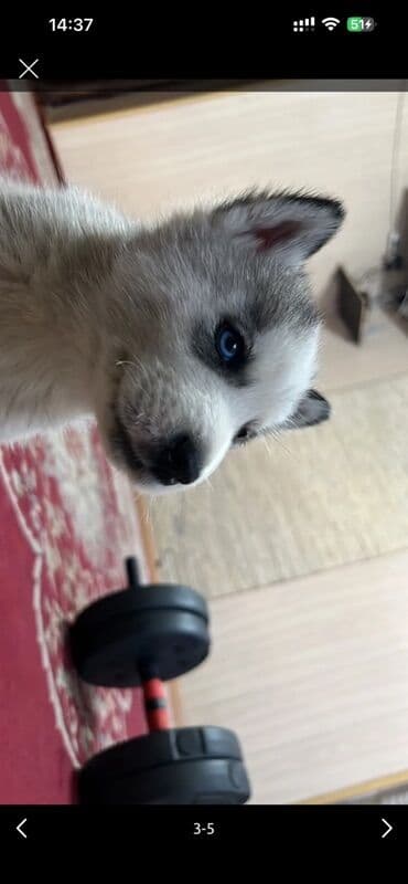 где продают собак: Щенок хаски с яркими голубыми глазами. Классическая окраска: белая — 3