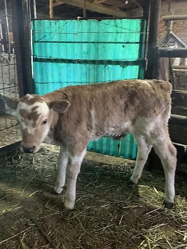 кой соебуз: Продаю | Бык (самец) | Симментальская | На откорм, Для разведения | Искусственник — 3