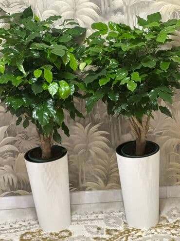 растения для аквариума: Болмо гулдорунун 100дон ашуун туру сатыкта ватсап — 1