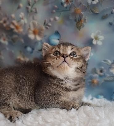 американская жесткошёрстная кошка: Скотиш Страйт (Шотландская прямоухая), 2 месяца, Мальчик, Приучена к лотку, Проглистована — 2