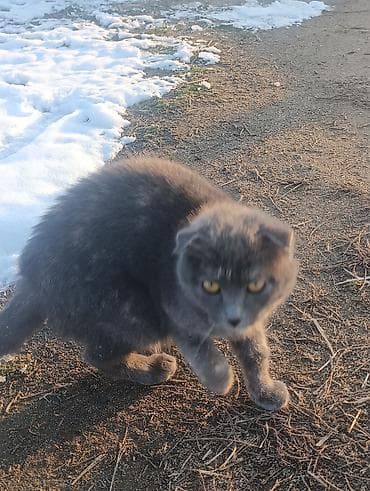 Продажа кошек: Скотиш Фолд (Шотландская вислоухая), 2 года, Девочка, Голубой, Приучена к лотку — 2