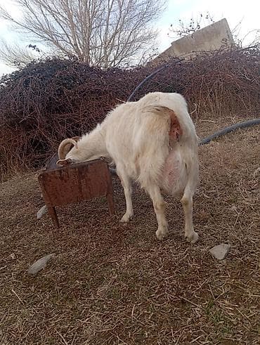 купить собаку джек рассел терьер: Продаю | Коза (самка) | Для молока — 1