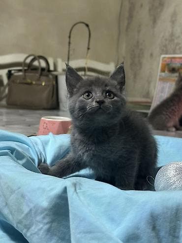 Продажа кошек: Скотиш Страйт (Шотландская прямоухая), 1 месяц, Девочка, Серый, Приучена к лотку — 7