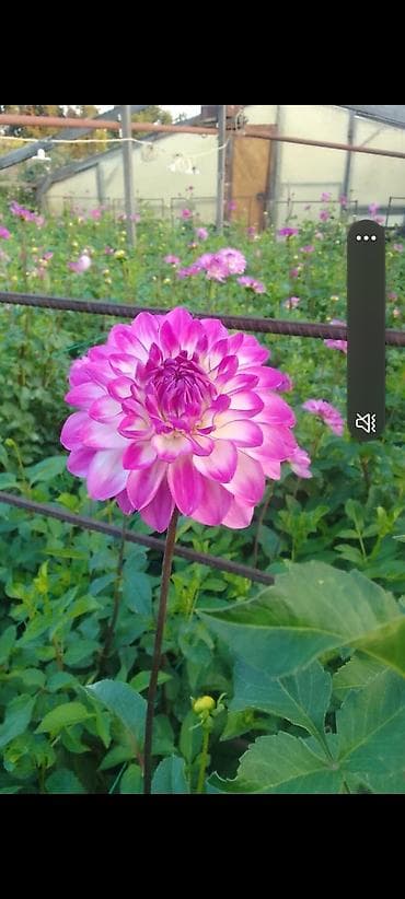 🌸 Премиум гүлдөр келди! 🌸 Пион розалар жана георгина – назик, кооз